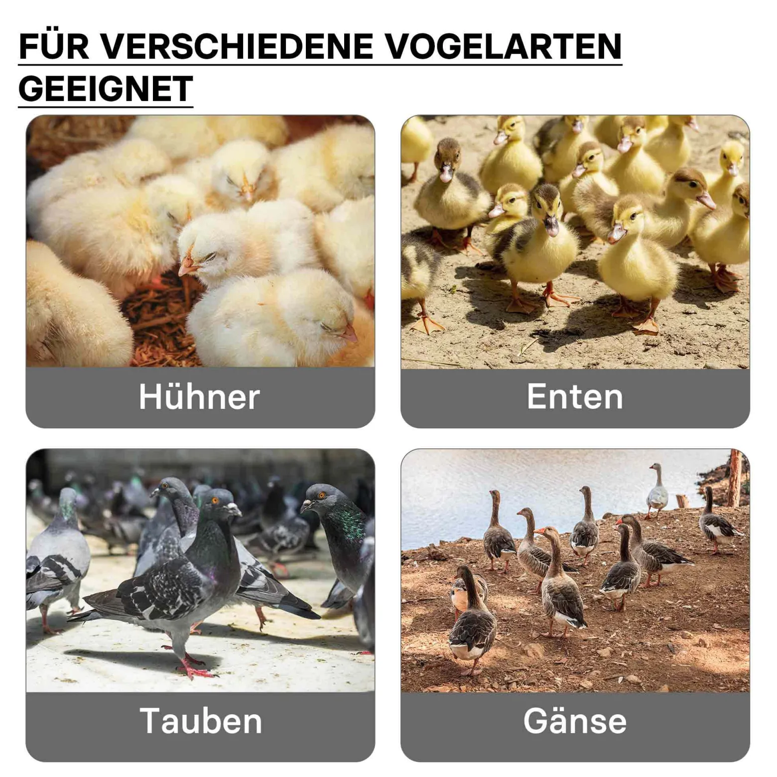 Fudajo Küken-Wärmeplatte 25x25cm 30W Heizplatte mit Temperaturregler für 15-20 Küken zur Kunstbrut