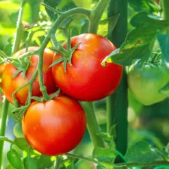 Toboli 20x Pflanzstäbe grün 120 cm Ø 11 mm Rankstäbe aus Metall und Kunststoff, Pflanzstangen für Tomaten und Kletterpflanzen