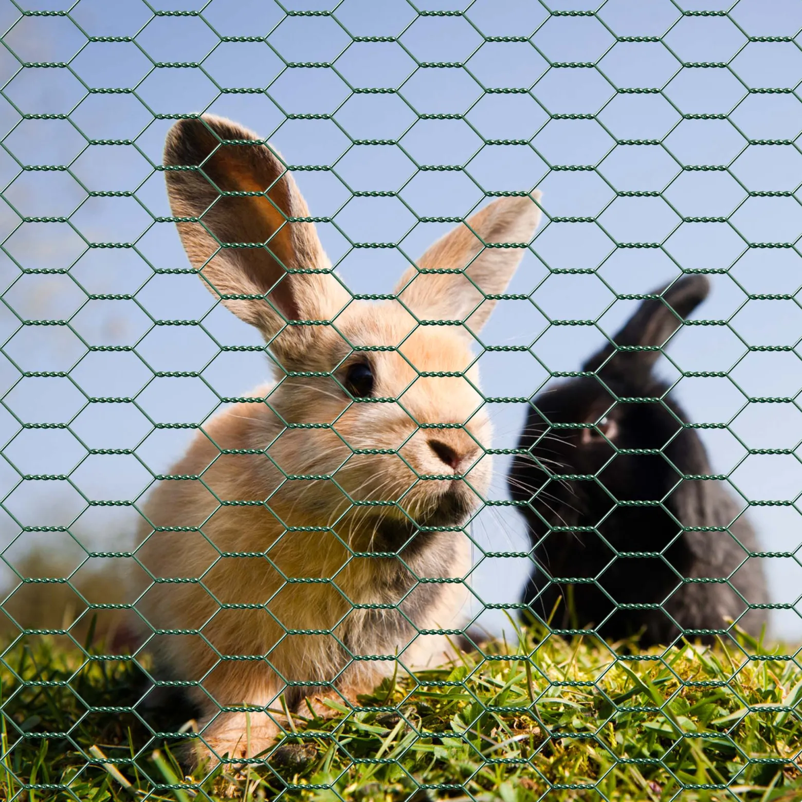 Wiltec Maschendrahtzaun Grün 60 cm x 25 m, 0,9 mm Stärke 25x25 mm Maschengröße, Volierendraht 6-Eck aus Stahl verzinkt, Drahtgitter, Vogeldraht