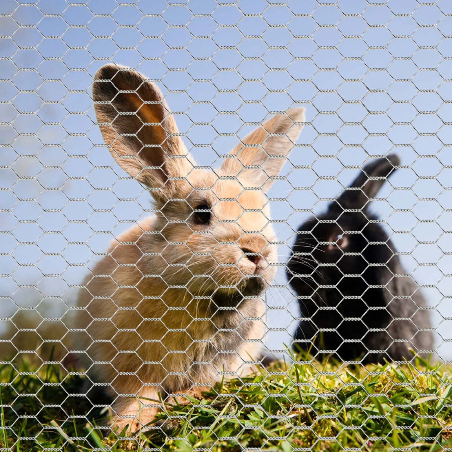 Wiltec Volierendraht 25 x 1 m, Hasendraht mit 50 mm Maschenweite, Sechseckgeflecht Stahl verzinkt, wetterfester Hühnerdraht für Gehege